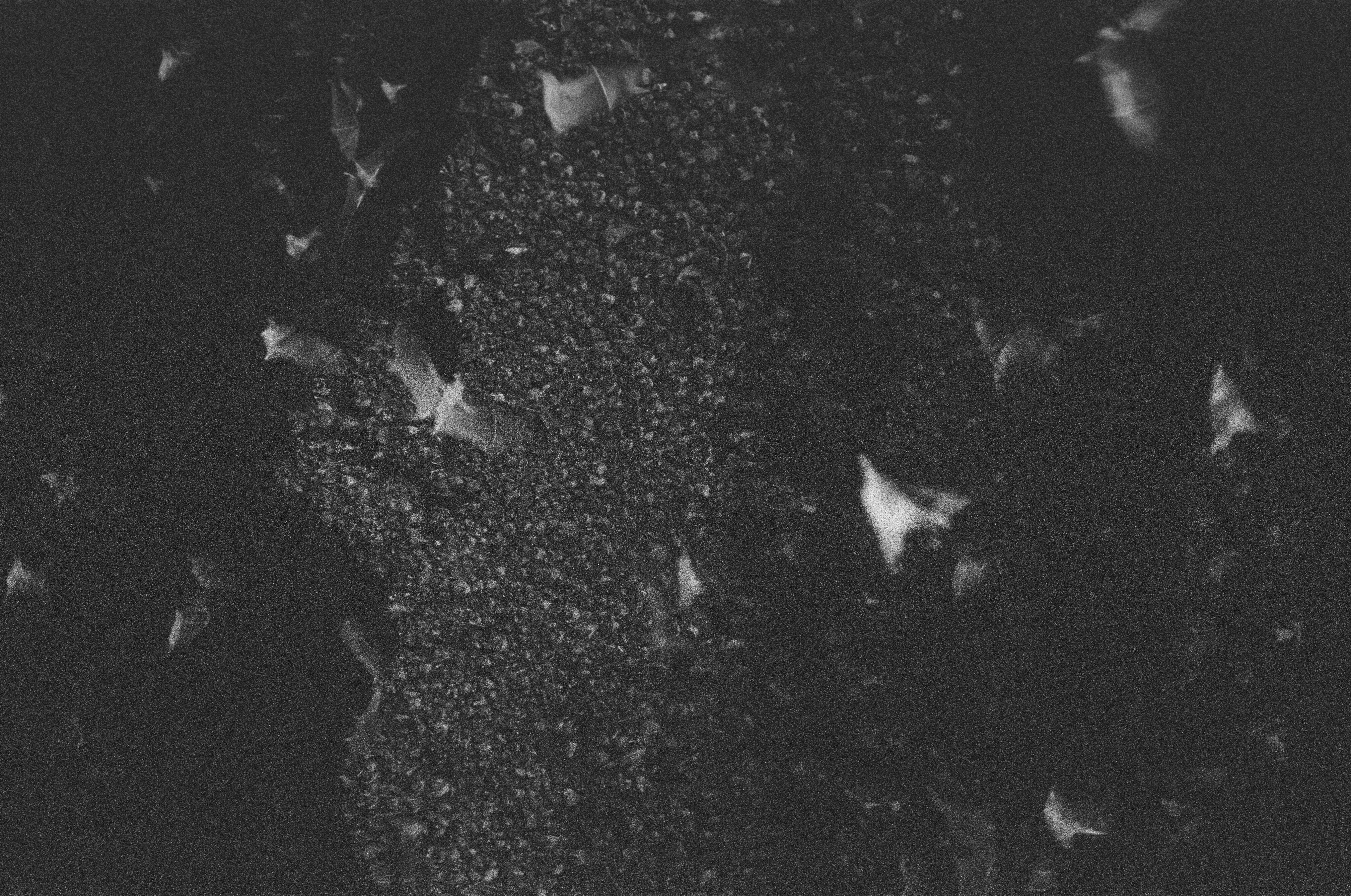 A Grayscale of Bats in a Cave · Free Stock Photo