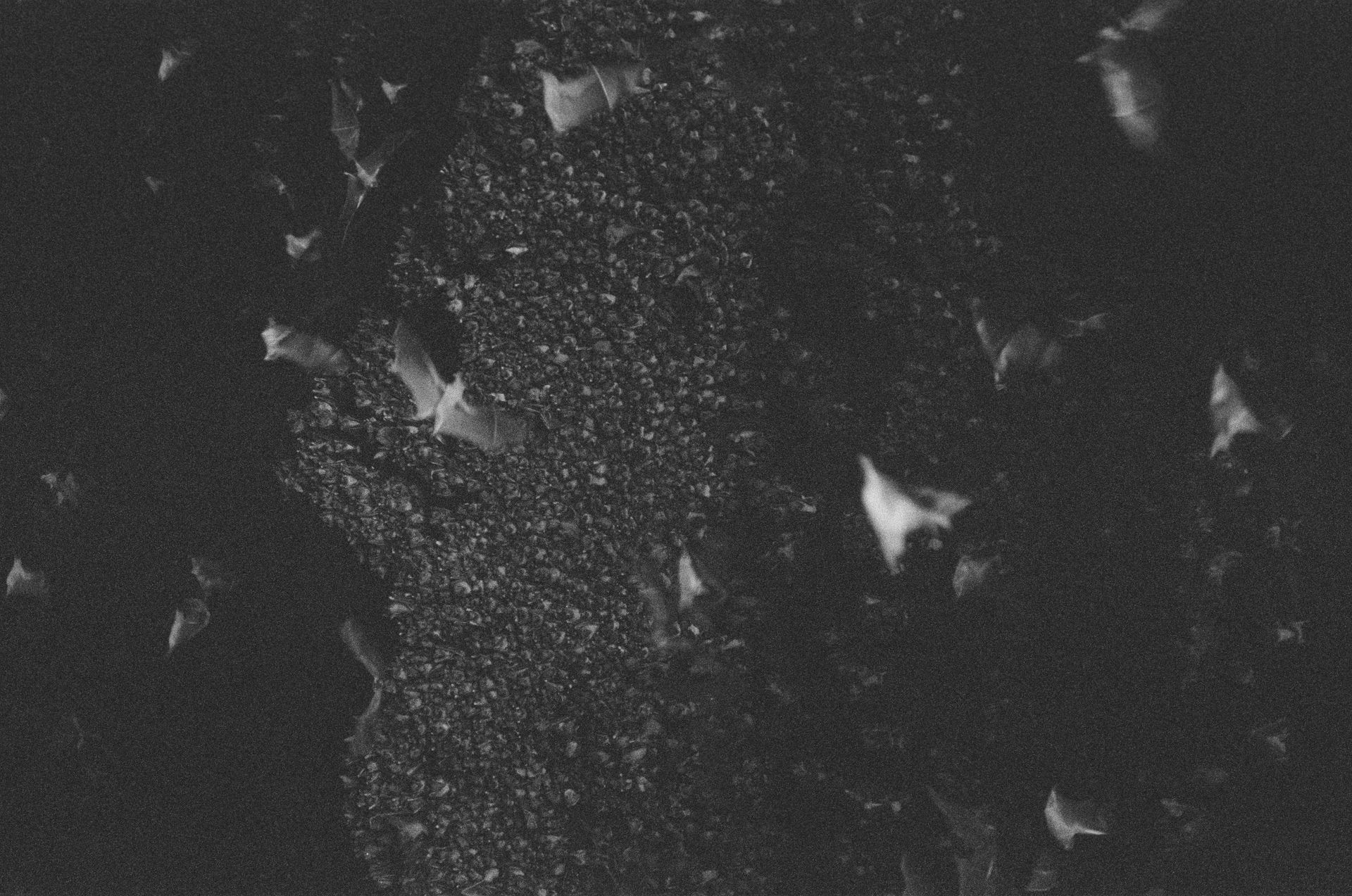 A Grayscale of Bats in a Cave