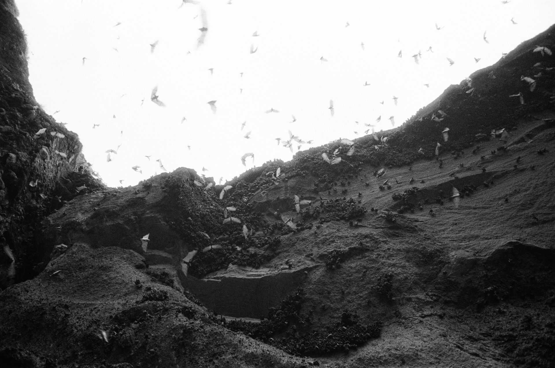 Black and white image of bats flying within a cave at Bali, Indonesia.