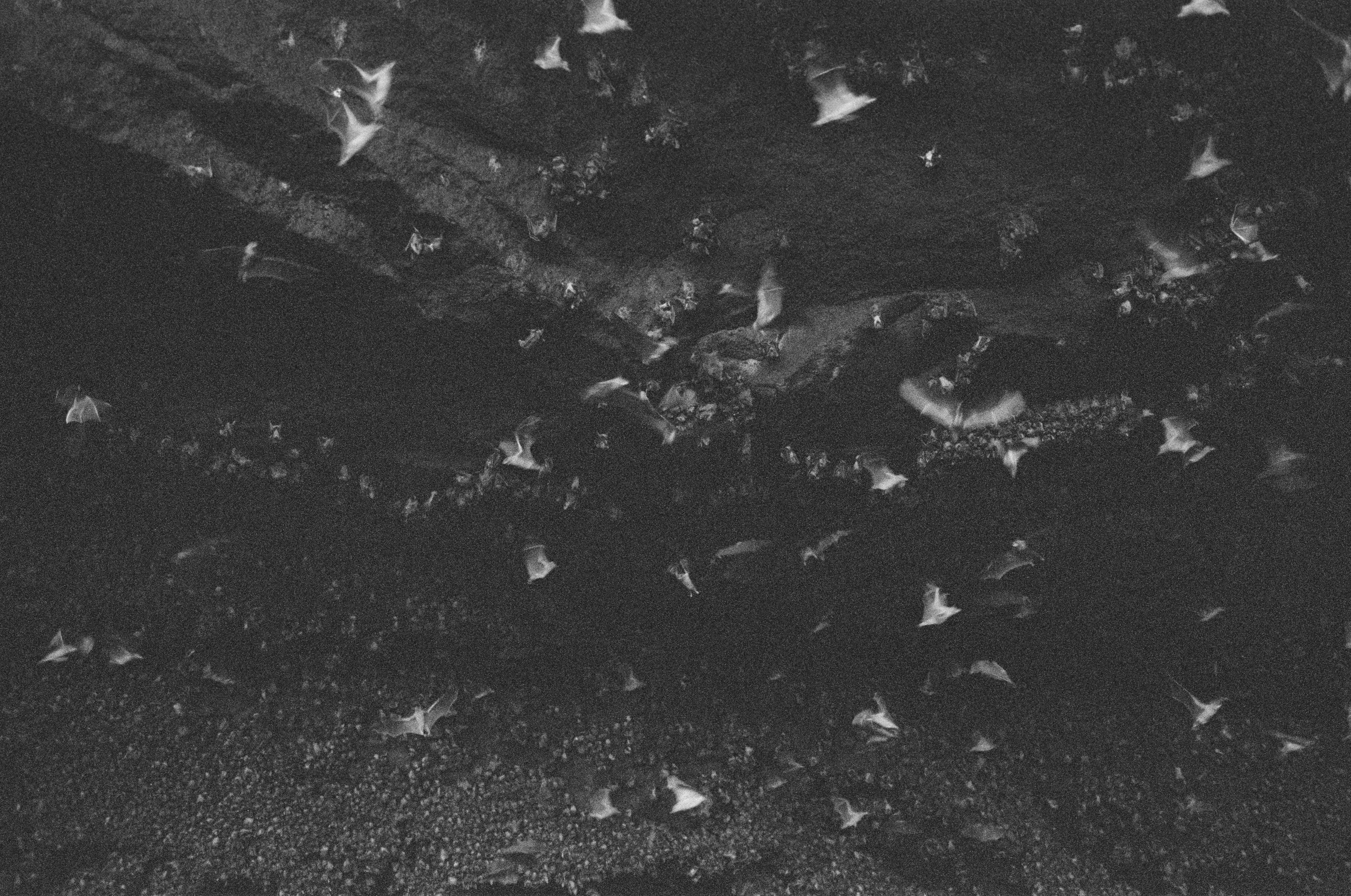 bats