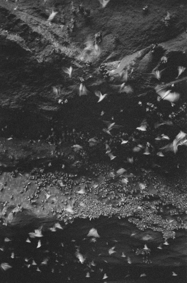 Monochrome Shot Of Bats In A Cave