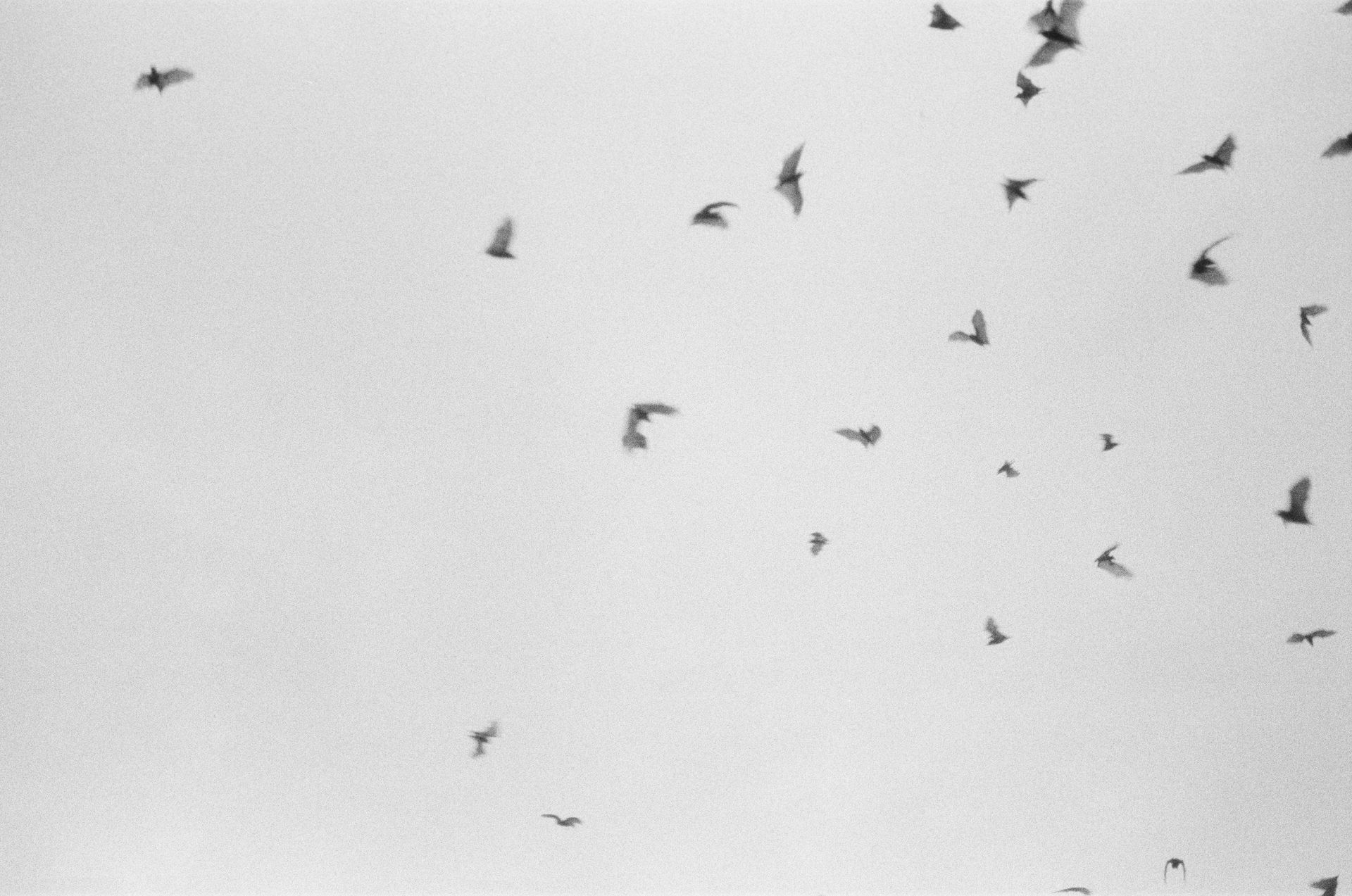 Black and white photo of bats flying in the sky of Bali, Indonesia.