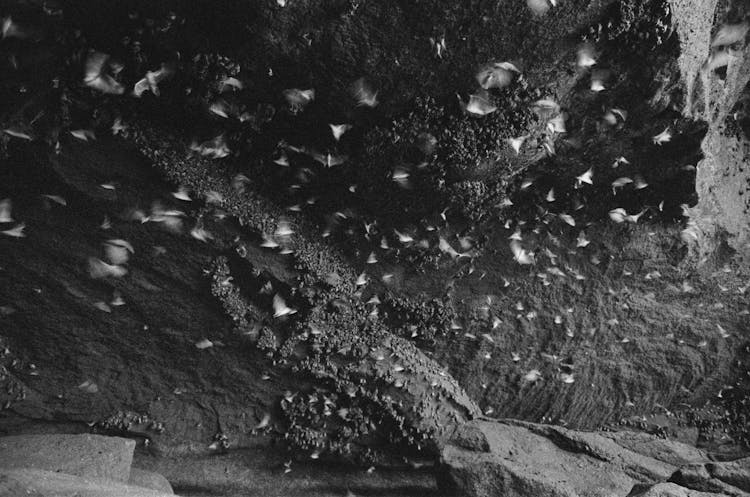 Grayscale Photo Of Flying Bats