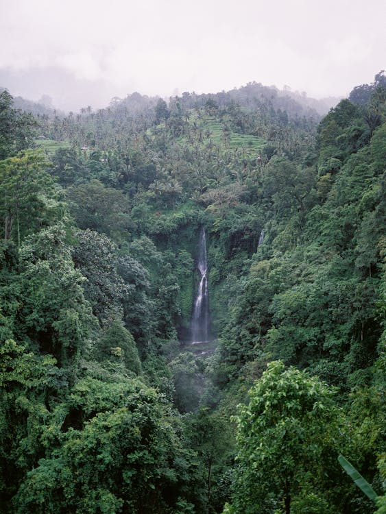 アマゾンの熱帯雨林, ジャングルの背景, ドローン撮影の無料の写真素材