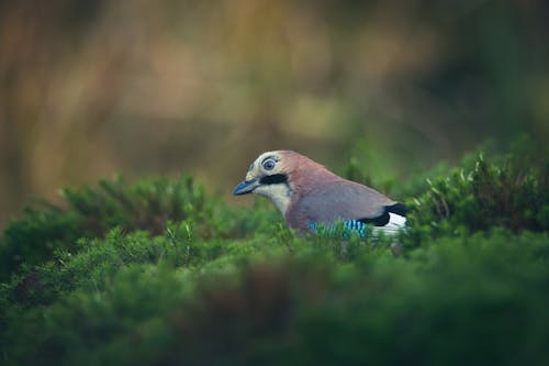Blue and White Bird on Green Leaves