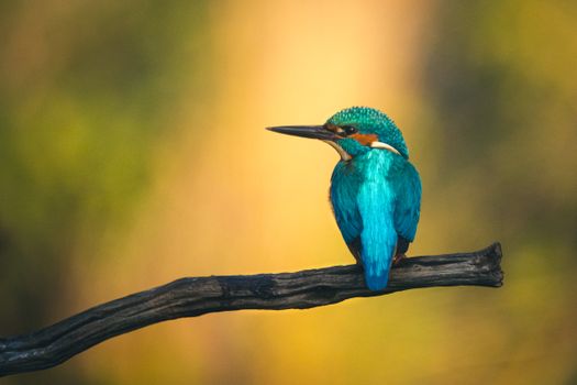 Close-up of a colorful kingfisher bird perched on a tree branch in the wild.