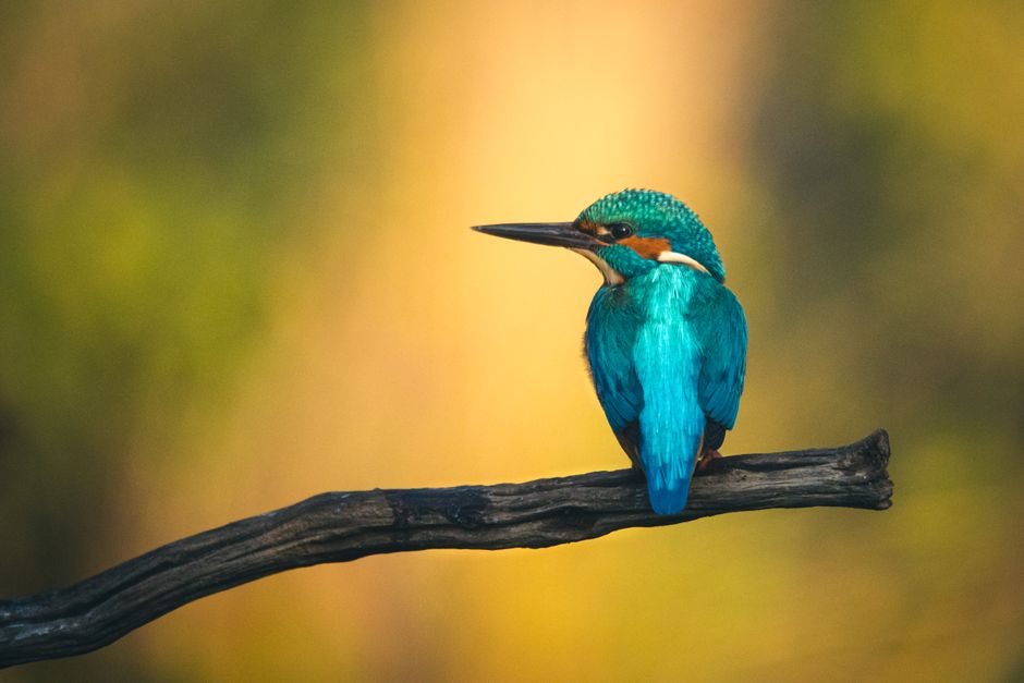 Close-up of a colorful kingfisher bird perched on a tree branch in the wild.