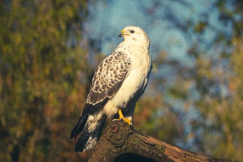 Free Close-up of a majestic hawk perched on a branch, showcasing its plumage and predatory gaze. Stock Photo