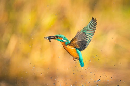 Close Up Photo of a Bird