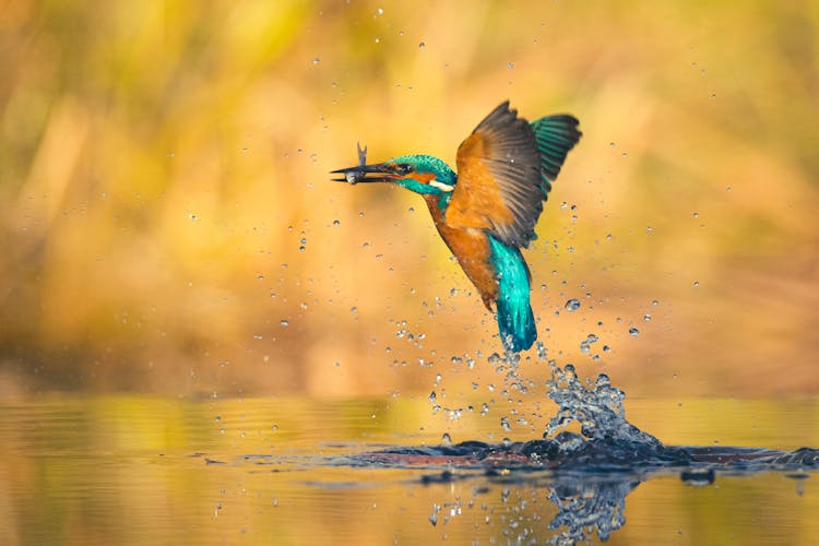 Blue Kingfisher Bird Flying Over The Water