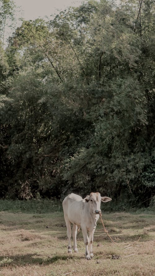 Darmowe zdjęcie z galerii z drzewa, krowa, pionowy strzał
