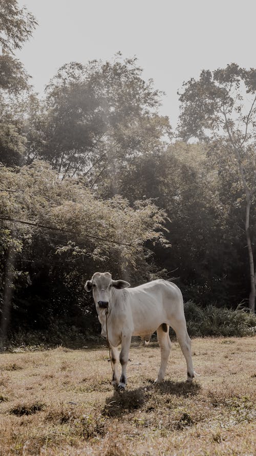 Foto profissional grátis de agricultura, animal, criação de gado