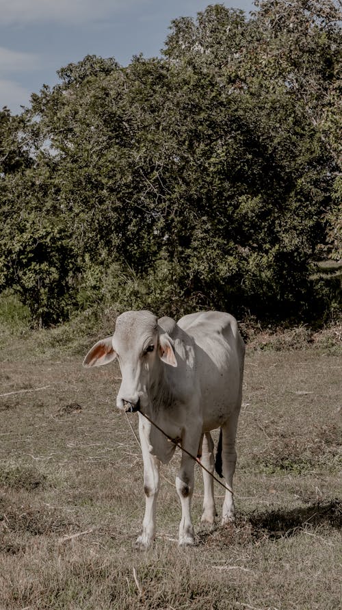 Foto profissional grátis de agricultura, animal, criação de gado