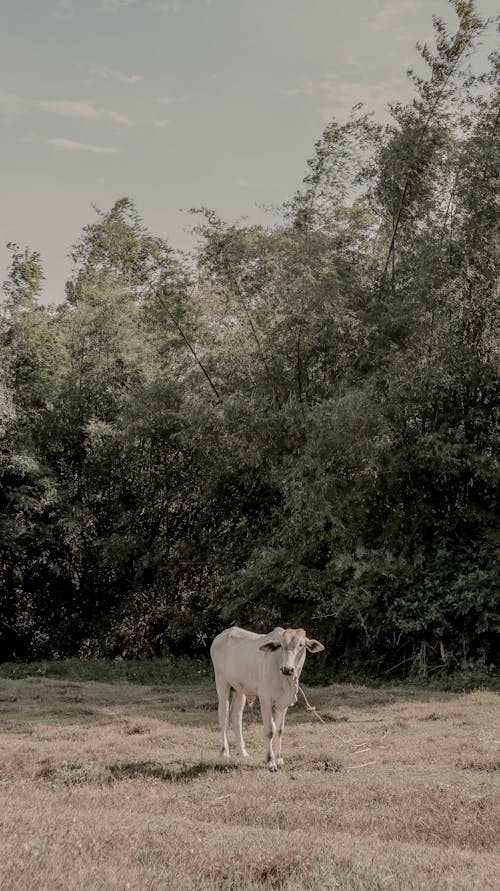 Foto profissional grátis de animal, criação de gado, fotografia animal