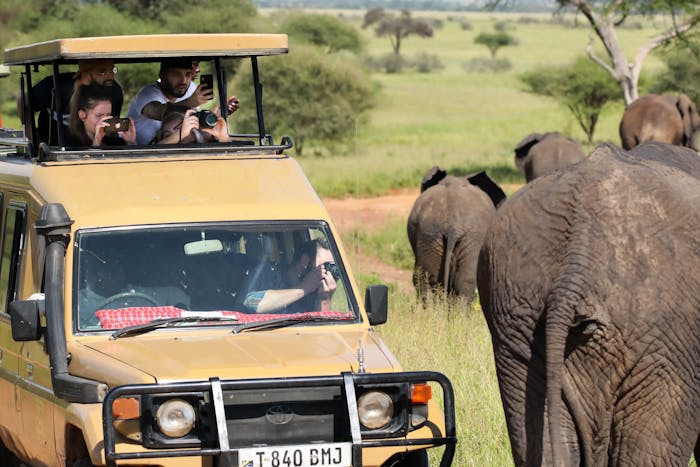 Tourists observing and photographing wildlife from an open safari vehicle