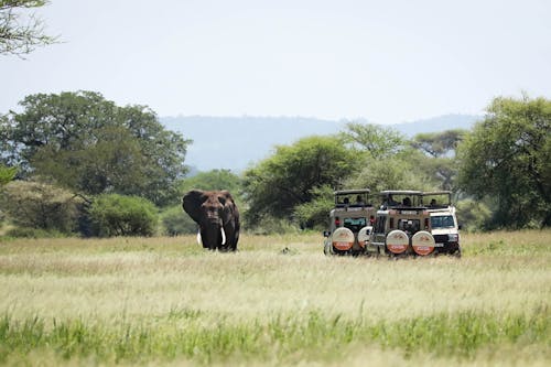 Free stock photo of 4x4, africa, african elephant