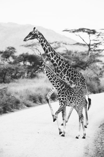 Majestic giraffes walking along a road in the Serengeti, captured in black and white.