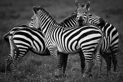 Zebras on Grass 