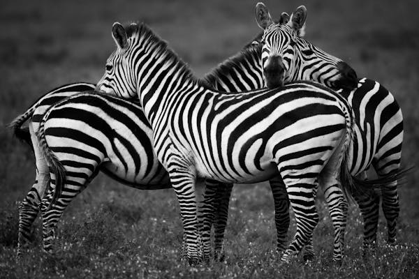 zebra's hugging