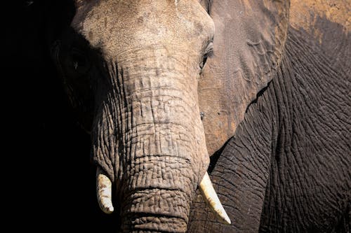 Close Up Photo of an Elephant