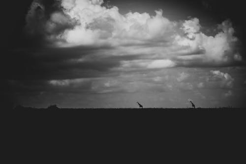 Free stock photo of africa, dark clouds, giraffe