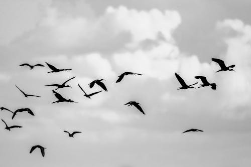 Birds Flying in the Sky