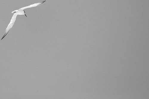 Free stock photo of abstract art, bird photography, black and white
