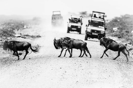Olduvai Gorge with archaeologist — Serengeti