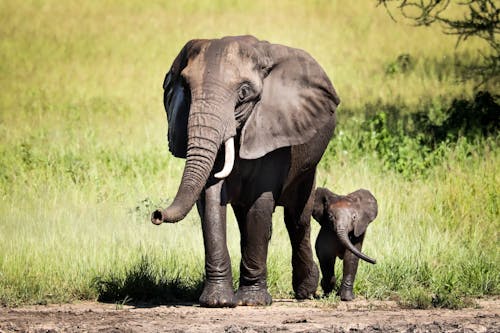 An Elephant With Its Calf 