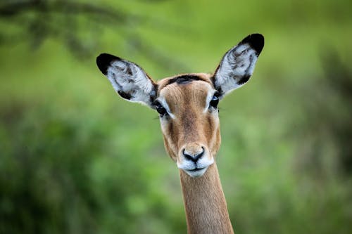 Impala in Close Up Photography