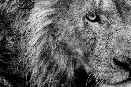 A Lion in Close-up Photography