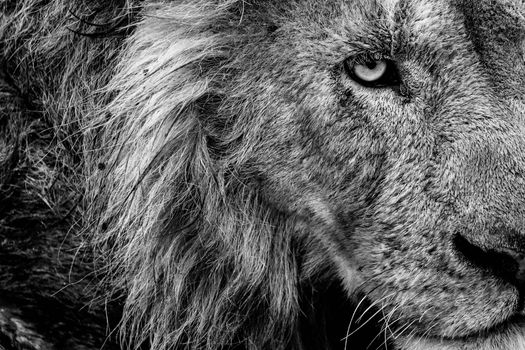 Dramatic close-up of a lion's face in black and white, showcasing its majestic features.