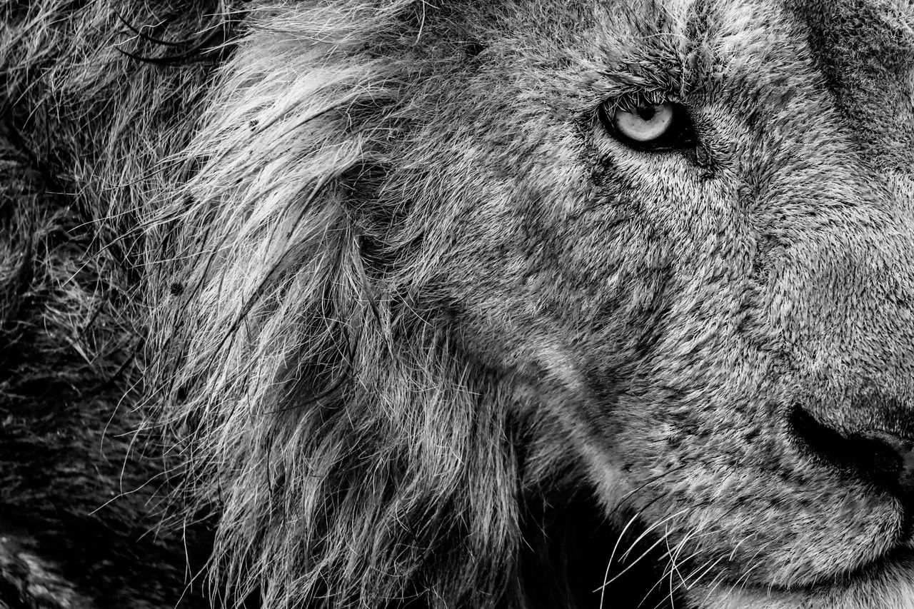 dramatic close up of a lion s face in black and white showcasing its m