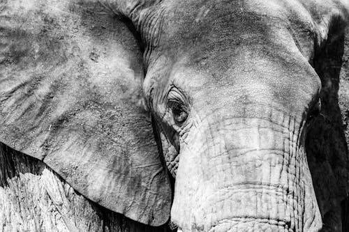 Free Afrika, afrika fili, ağaç gövdesi içeren Ücretsiz stok fotoğraf Stock Photo