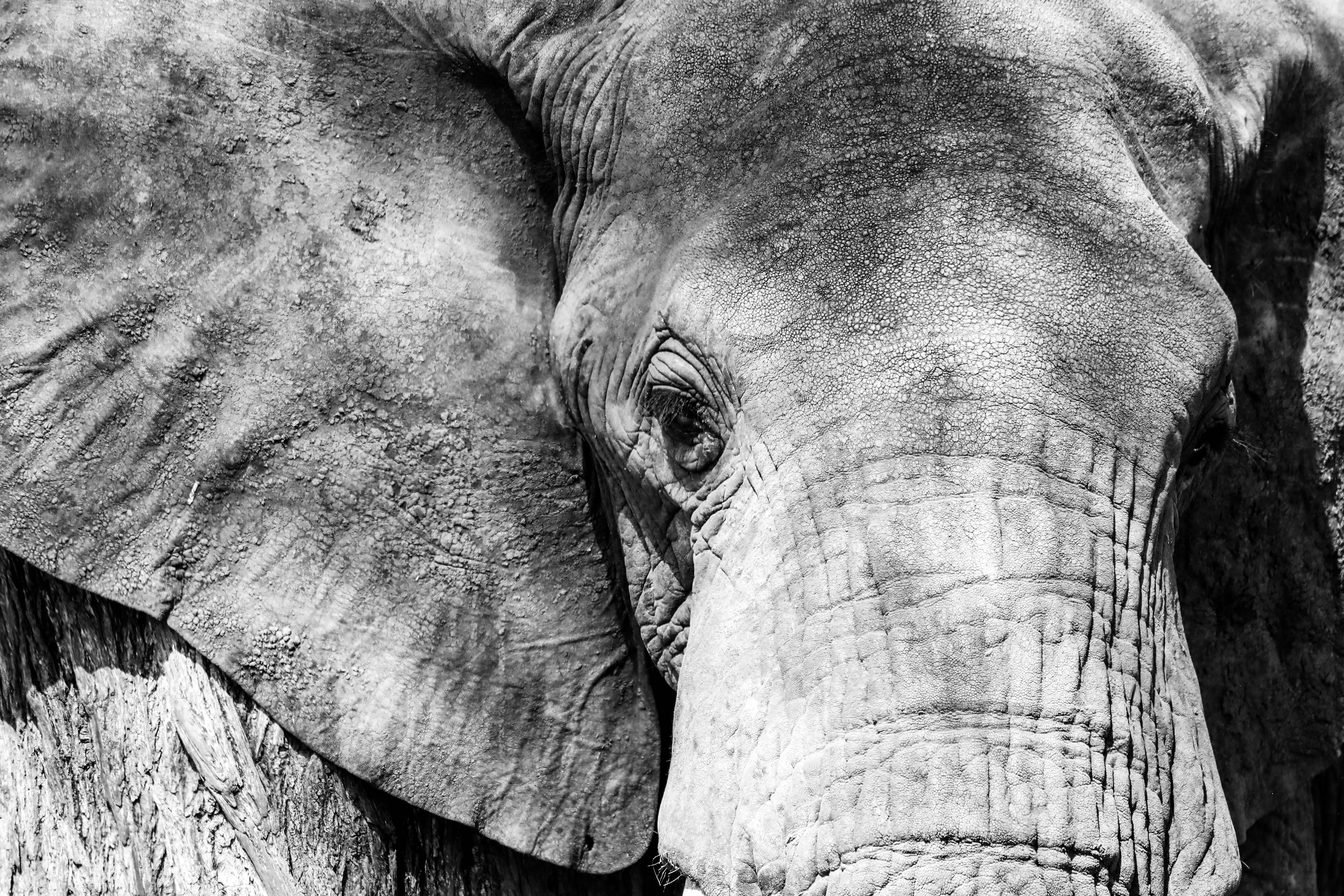 Grayscale Photo of Elephant · Free Stock Photo