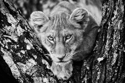 Grayscale Photo of Lion Cub on Tree