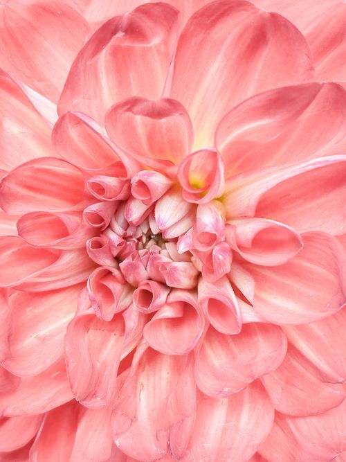 Free Stunning close-up of a vibrant pink dahlia flower showcasing intricate petal details. Stock Photo