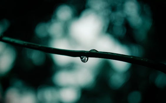 A serene close-up of a single water droplet hanging from a branch after rain.