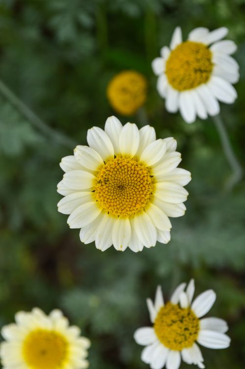 Free A close-up of white and yellow daisies in full bloom, showcasing the beauty of nature. Stock Photo