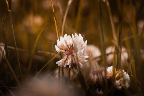 浅い焦点写真の白い花びらの花