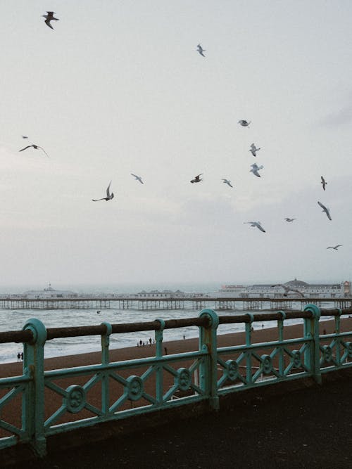 Bridge and Seagulls Flying over Water