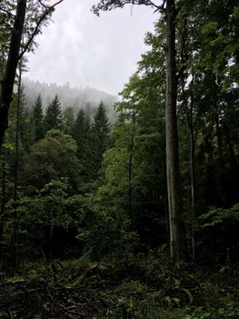 A serene misty forest with evergreen trees in Elend, Germany. Perfect for nature lovers.