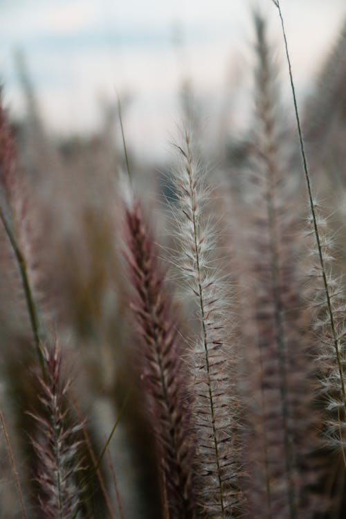 A Close-Up Shot of Purple Fountain Grass
