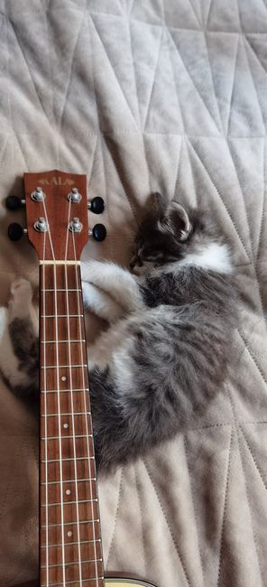 A fluffy kitten sleeping on a quilt next to a ukulele, creating a cozy scene.