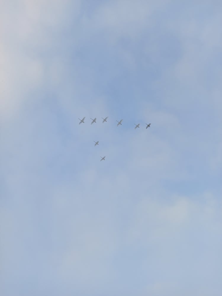 Birds Flying In Blue Sky