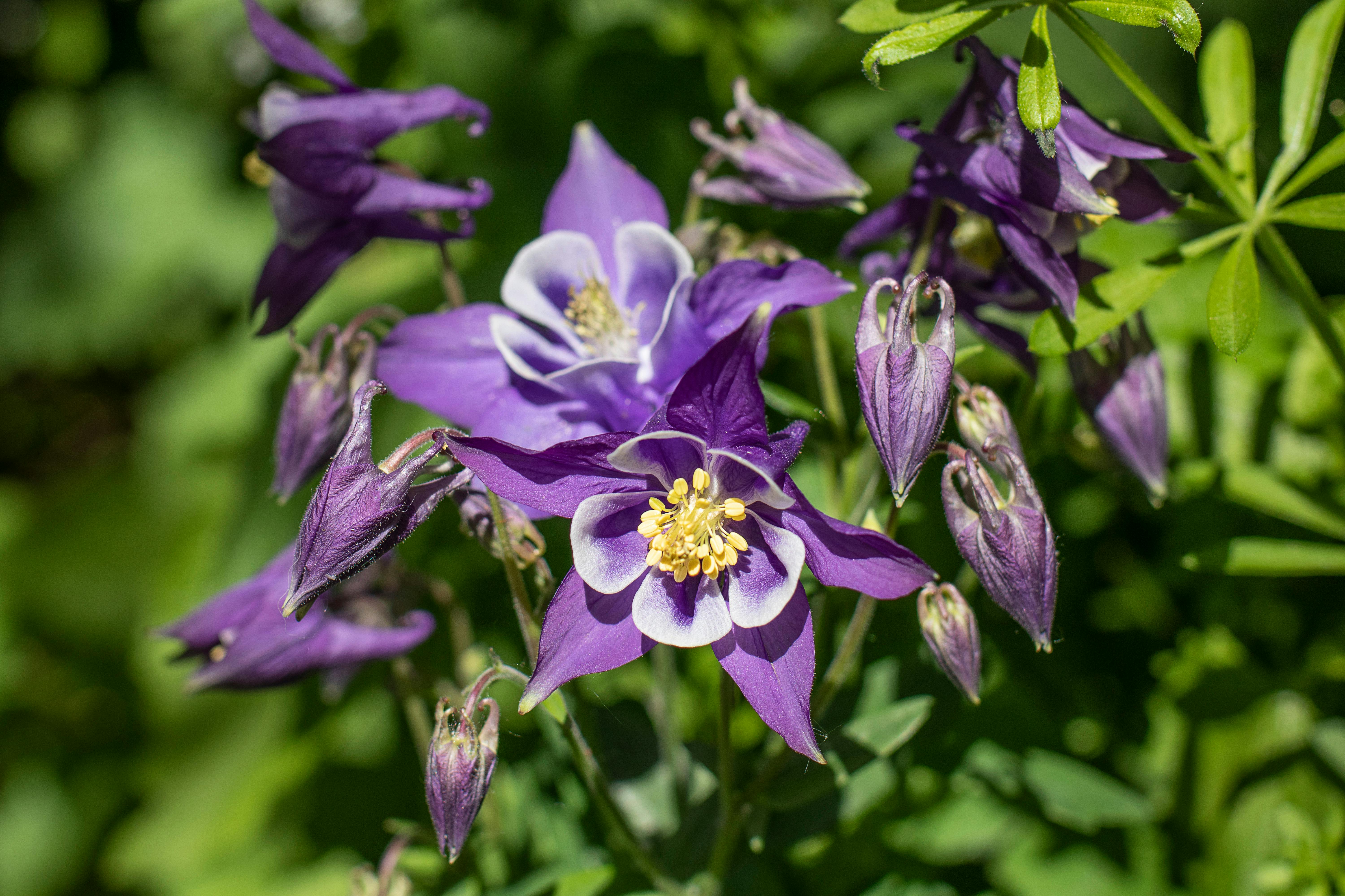 Free stock photo of blue flowers