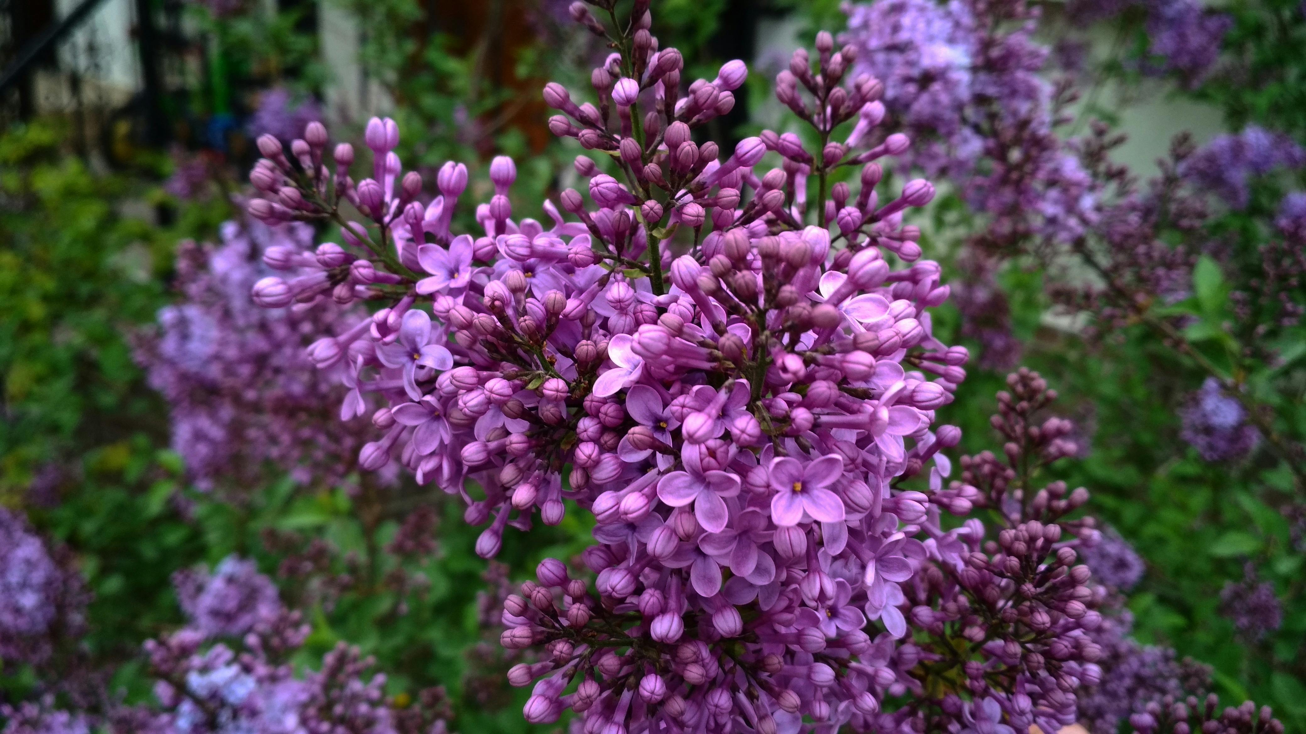 有关紫丁香 花的免费素材图片