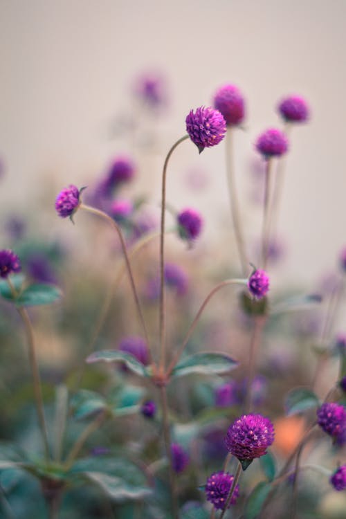 Blooming Purple Flowers Photo