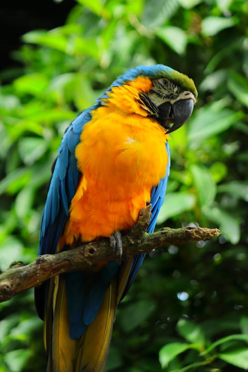 Blue Yellow and Orange Bird on Brown Tree Branch