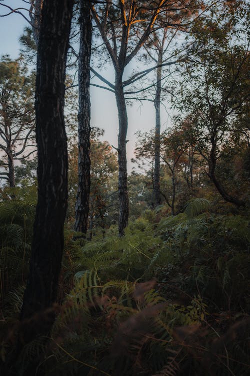 Kostnadsfri bild av gröna löv, miljö, natur